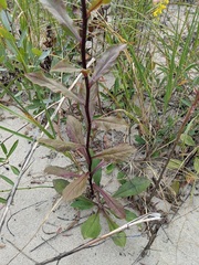 Solidago hispida huronensis