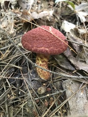 Suillus spraguei