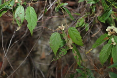 Seringia arborescens