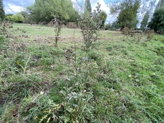 Jacobaea vulgaris