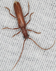 Aneflomorpha lineare