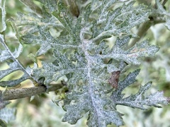 Erysiphaceae