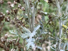 Erysiphaceae