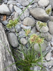Cyperus eragrostis