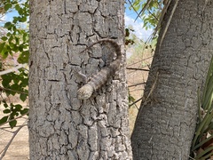 Sceloporus uniformis