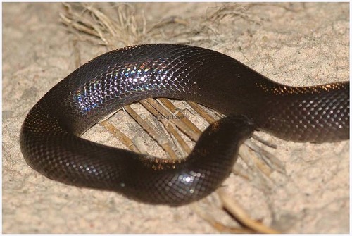 Watson’s Burrowing Asp