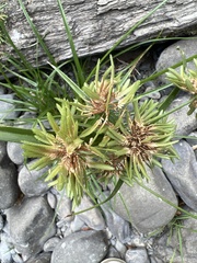 Cyperus eragrostis