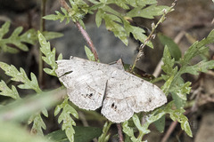 Anticarsia gemmatalis