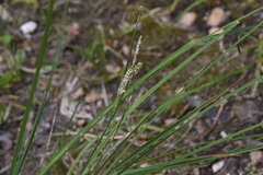 Carex aquatilis