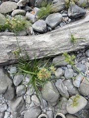 Cyperus eragrostis