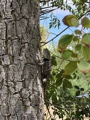 Sceloporus uniformis