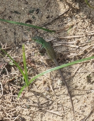 Ameiva bifrontata divisa
