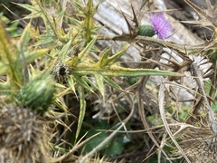 Cirsium vulgare