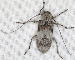 Pseudastylopsis nebulosus