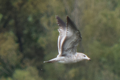 Larus delawarensis