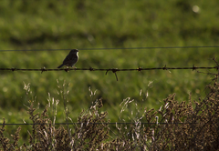 Ammodramus humeralis