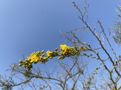 Parkinsonia