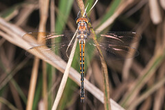 Hemicordulia australiae