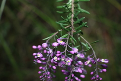 Comesperma esulifolium