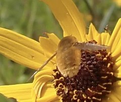 Bombyliinae