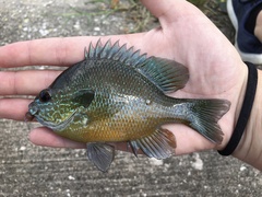 Lepomis megalotis