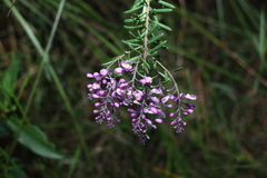Comesperma esulifolium