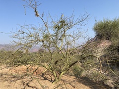Parkinsonia