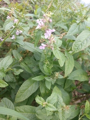 Stachys palustris