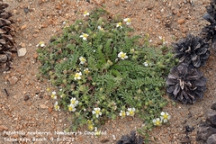 Potentilla newberryi