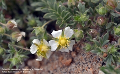 Potentilla newberryi