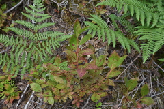 Vaccinium membranaceum