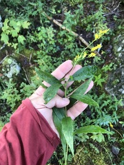 Solidago latissimifolia