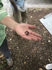 Oligochaeta