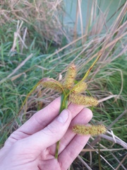 Carex comosa