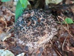 Strobilomyces strobilaceus