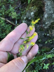 Solidago latissimifolia