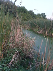 Carex comosa