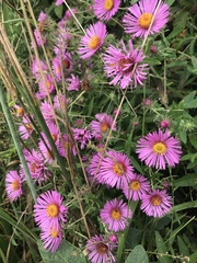 Symphyotrichum novae-angliae