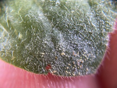 Erysiphaceae