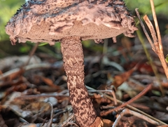 Strobilomyces strobilaceus