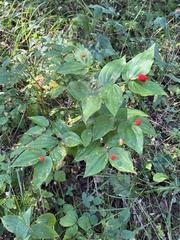 Prosartes trachycarpa