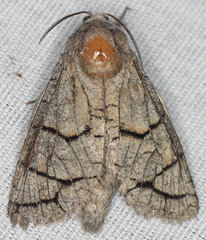 Miacora perplexa