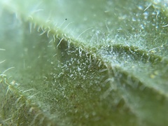 Erysiphaceae