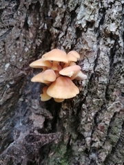 Flammulina velutipes