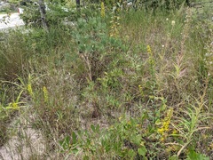 Solidago hispida huronensis