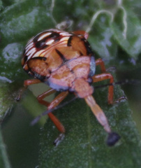 Podisus maculiventris