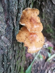 Flammulina velutipes