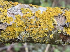 Xanthoria parietina