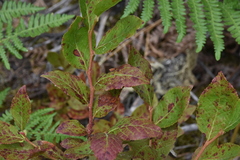 Vaccinium membranaceum