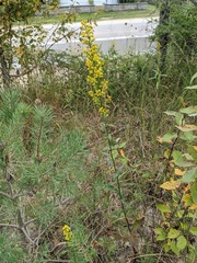 Solidago hispida huronensis